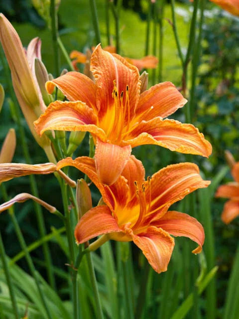 Orange Daylily Bare-root Plant, Hemerocallis, Hardy Perennial, Vibrant Flowers for Garden or Landscape