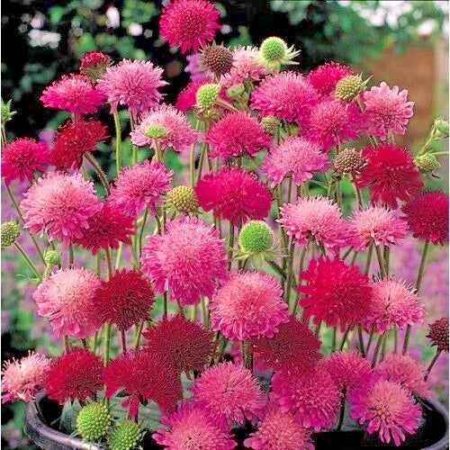 Knautia Pincushion Flowers Seeds, 118 Mixed Seeds, Red, Pink, Lavender, Easy to Grow