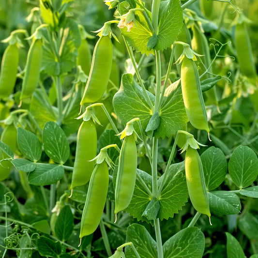 Oregon Sugar Pod Pea Seeds - 50+ Heirloom Non-GMO Sweet & Crisp (Pisum sativum) for Home Gardens 🌱