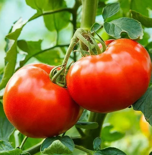 Tomato Seeds 100+ Count - Delicious Culinary Variety for Garden Plants (Solanum lycopersicum) - Free Shipping