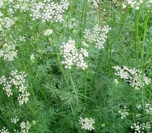 Cumin Seeds 300+ g Asian Culinary Spice Herb Cuminum cyminum - Perfect for Gardens and Cooking