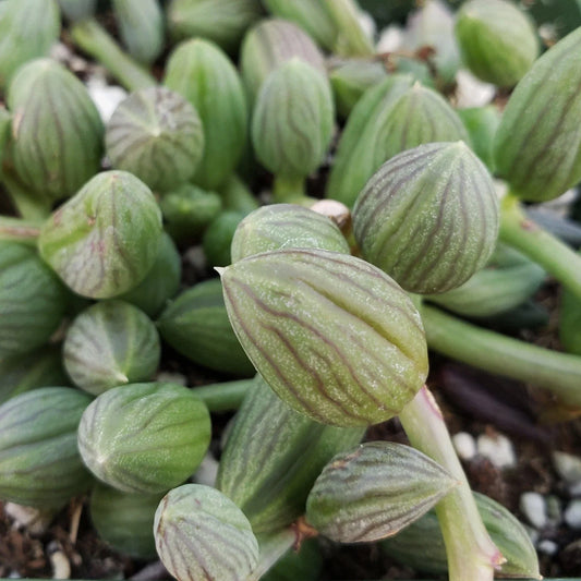 String of Watermelon Succulent Plant - Senecio herreianus Cactus - Live Indoor Houseplant - Easy Care Greenery