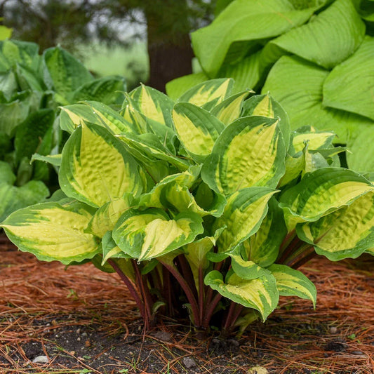 Hosta Plant 5.25" Pot Island Breeze Perennial Shade Colorful Foliage (Hosta spp.)
