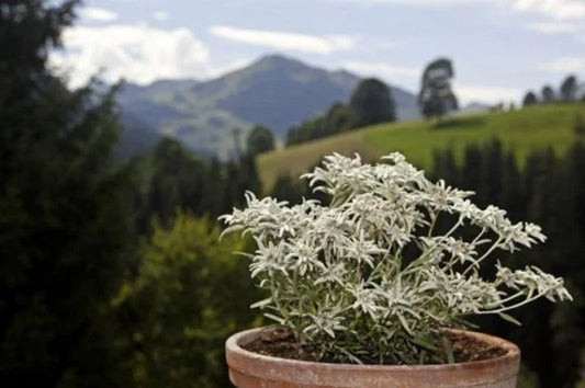 Edelweiss Herb Seeds - 200+ Seeds - Leontopodium Alpinum - Alpine Perennial Flower Seeds for Garden and Landscaping