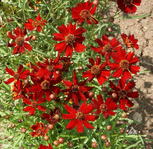 Coreopsis Seeds - Dwarf Red Plains - 500 Non-GMO Butterfly Garden Seeds - Fall Blooms