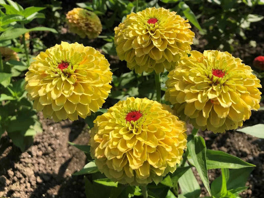 Queeny Lemon Peach Zinnia Seeds - 100+ Pack - Zinnia elegans - Perfect for Garden Planting - USA Grown
