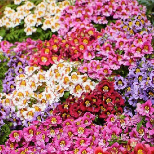 Butterfly Flower Seeds - ANGEL WINGS Schizanthus Mix - Poor Man's Orchid NonGMO - 1500 Seeds