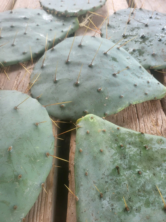 Rooted Long Spined Prickly Pear Cactus - 3 Pads - Opuntia Engelmannii - Drought Tolerant Indoor/Outdoor Plant