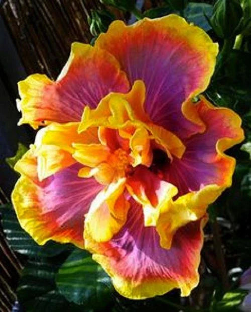 Small Tropical Hibiscus Starter Plant - Gator Magic - Hibiscus rosa-sinensis - Ships Bare Root