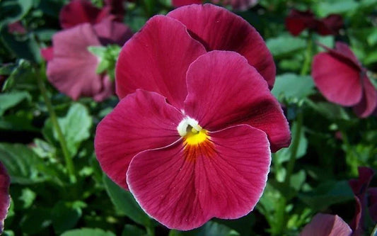 Pansy Seeds - 50 Count - Delta Pure Rose - Viola tricolor var. hortensis