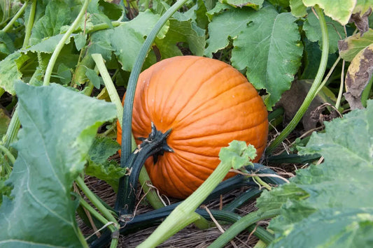 Jack O' Lantern Pumpkin Seeds, Halloween Variety, Ideal for Pumpkin Pie, Cucurbita pepo - FREE SHIPPING