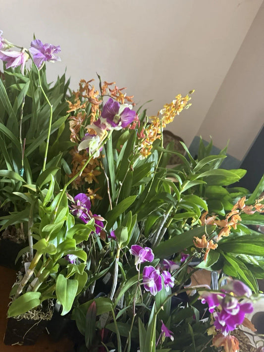 Orchid Plant Box - 10 Den & Oncidium Variety - Exotic Indoor Flowering Plants - Perfect for Home Decor