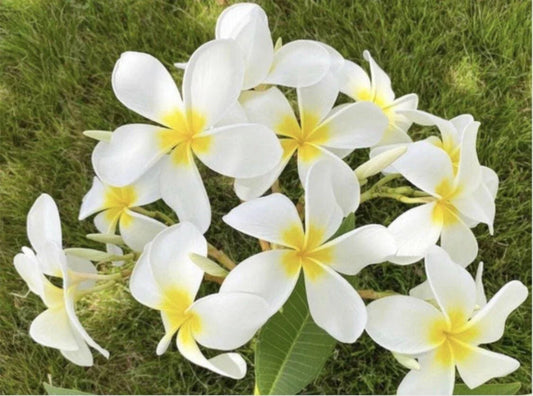 Rooted Plumeria Plant Cutting 21" Cloud 9 Large Flowers - Frangipani (Plumeria)