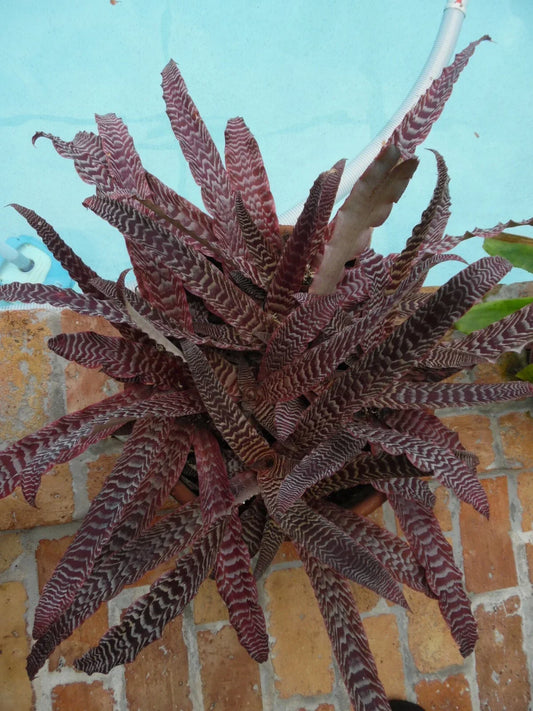 Cryptanthus Pheasant Tail Bromeliad Plant - Medium Tropical Houseplant - Unique Foliage, Indoor Air Purifier