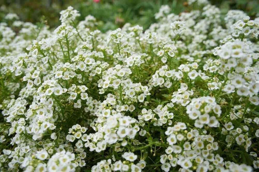 Sweet Alyssum Flower Seeds 2000+ CARPET OF SNOW White Aroma Annual - Lobularia maritima