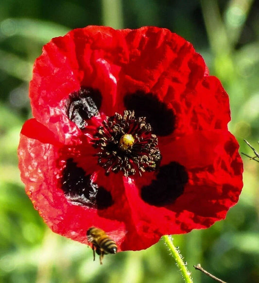 Turkish Tulip Poppy Seeds - 200+ Pack - Papaver glaucum - Garden Planting - USA