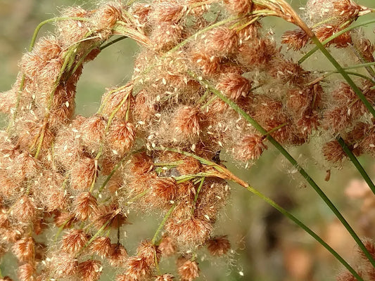 Wool Grass Seeds - 1000 Count - Native Pond Water Plant - Scirpus cyperinus - Buy USA GroCo