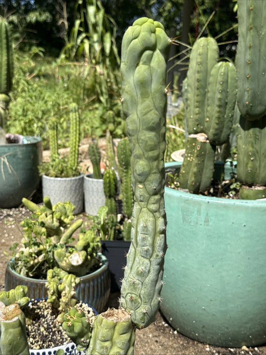 Echinopsis Bruce’s Dragon Cutting - 11” Pup - Unique Cactus Variety, Perfect for Indoor/Outdoor Gardens