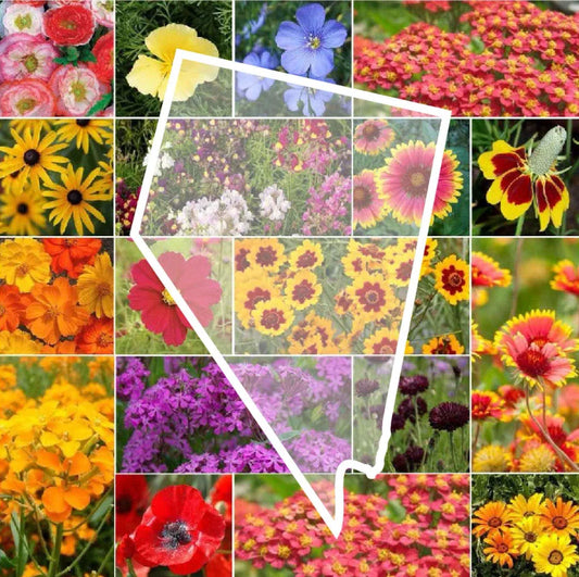 Wildflower Seed Mix - Nevada State Flower Perennials & Annuals - Non-GMO 1000 Seeds - Native Wildflowers