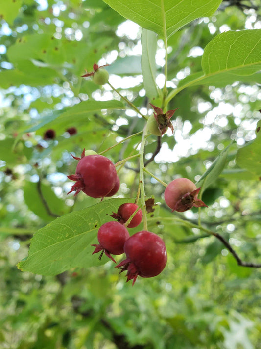 Serviceberry Seeds | 15 Pack | Juneberry | Amelanchier Arborea | Florida Native Berry