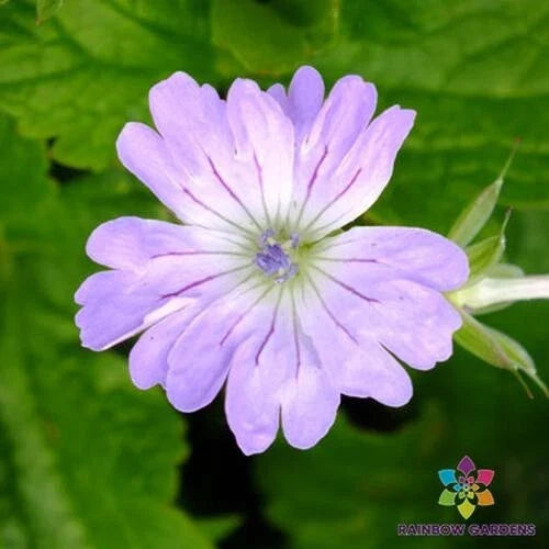 Hexham Lace Geranium Seeds - 25+ Pack for Garden Planting - Pelargonium 'Lace' - USA Shipping Available