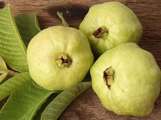 Detwiler Guava Seeds - 50+ Pack for Garden Planting - Psidium guajava - USA