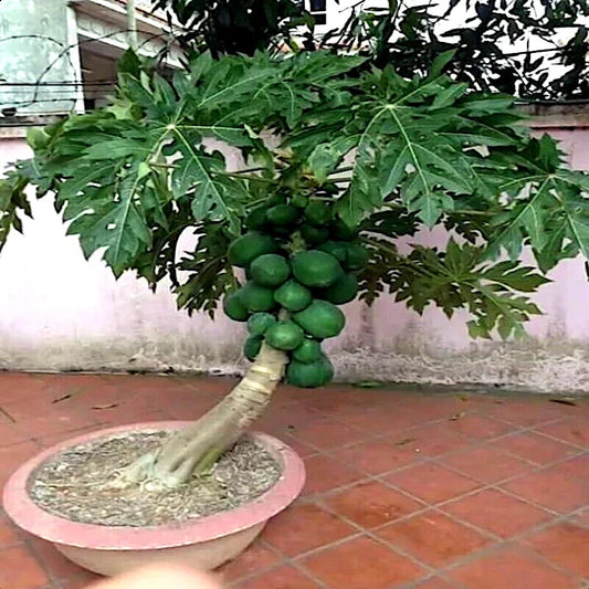 Dwarf Solo Waimanalo Papaya Fruit Tree Seeds - Carica Papaya - Fast Growing Houseplant Seeds