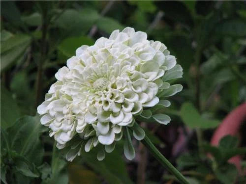 Zinnia Seeds - 170 Count - Polar Bear White Flower Zinnia - Zinnia elegans
