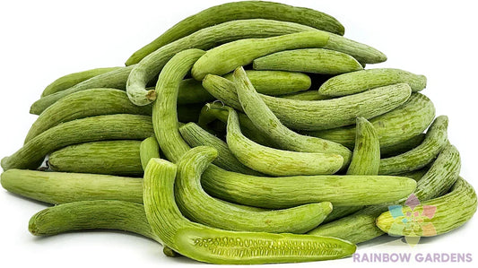 Viper Cucumber Seeds - 25+ Pack for Garden Planting - Cucumis sativus - USA Grown - Free Shipping