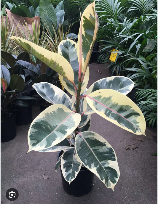 Tineke Rubber Tree Plant - Small Rooted Starter - Ficus elastica - Variegated Green & Cream