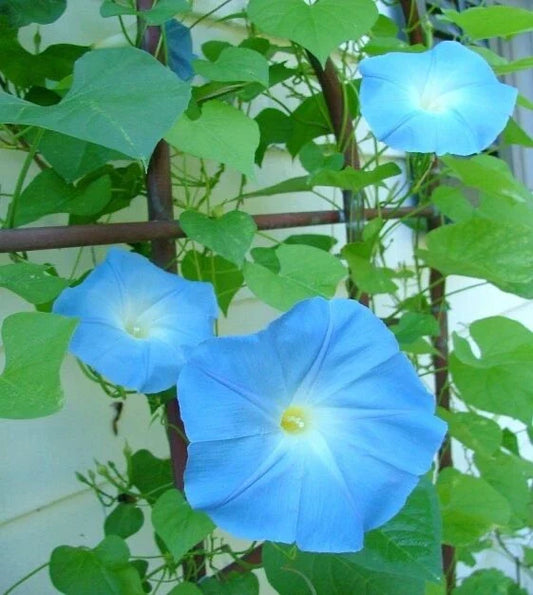 Morning Glory Indoor Flowering Seeds - 50 Pack - Ipomoea Tricolor, Vibrant Colors for Home Garden