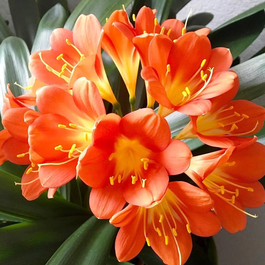 Live Clivia Miniata Plant, 2-4 Years, Bush Lily, Orange Flowers, Evergreen, Well Rooted