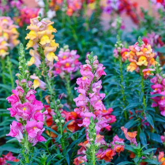Tetra Snapdragon Seeds 5000+ Pack Antirrhinum majus Flower Seeds | Fast Shipping USA