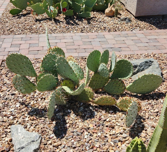 Opuntia Engelmannii Live Cactus Pad Segment Cutting - Engelmann's Prickly Pear - Succulent Plant