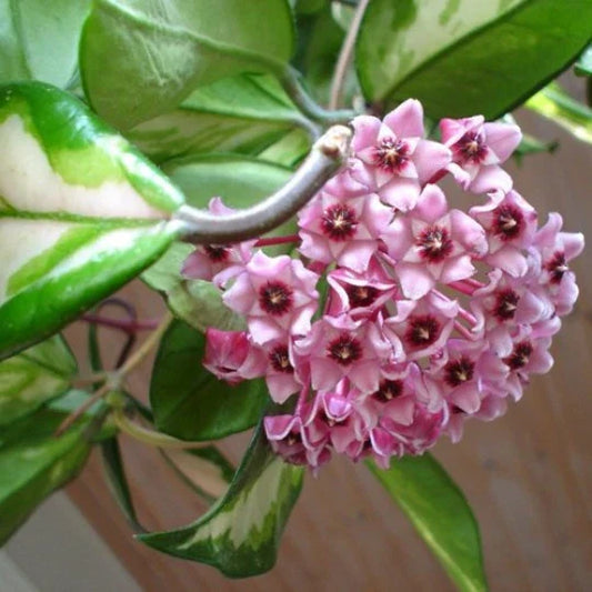 Hoya Carnosa Wax Plant - Rooted Start - Variegated Cream & Green Leaves - Hoya carnosa 'Rubra'