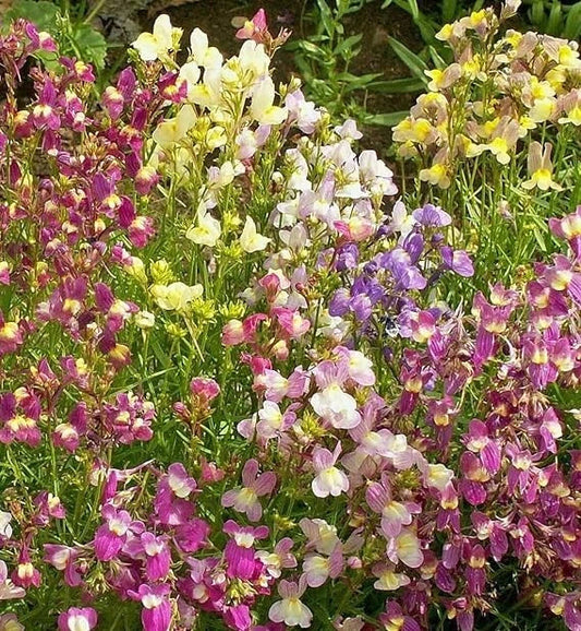 Northern Lights Snapdragon Seeds Mix - 10000+ Colorful Toadflax Garden Seeds - USA Grown