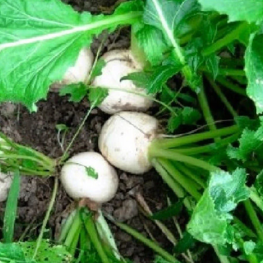 Turnip Seeds | Non-GMO | Heirloom Variety | Seven Top | Brassica rapa