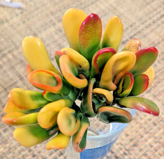 Rare Variegated Crassula Ovata 'Gollum' - 3" Rooted Jade Plant - Unique Succulent - Perfect for Home Decor