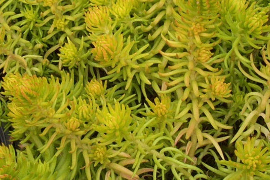 Sedum Angelina Seeds - 200 Count - Hardy Succulent - Yellow Flowers - Easy to Grow