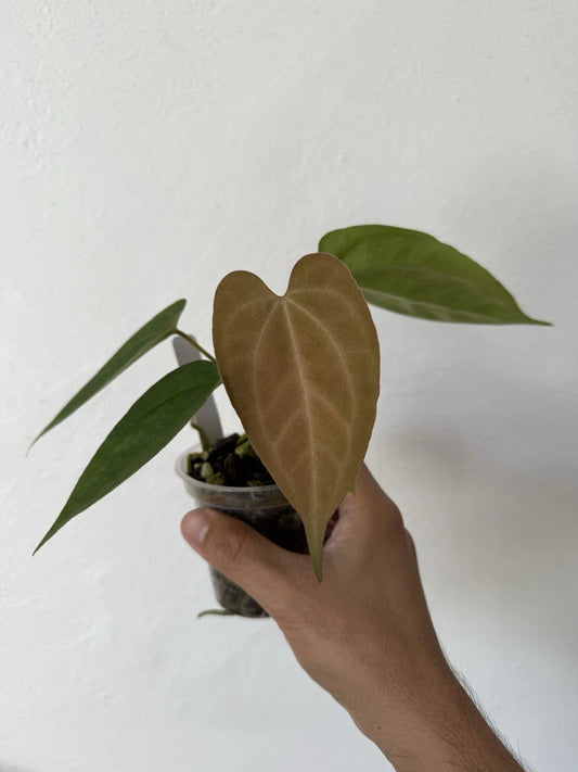 Anthurium Plant - Dark Phoenix X Indo Port x King of Spades - Wide Velvet Leaf - Rare Tropical Houseplant