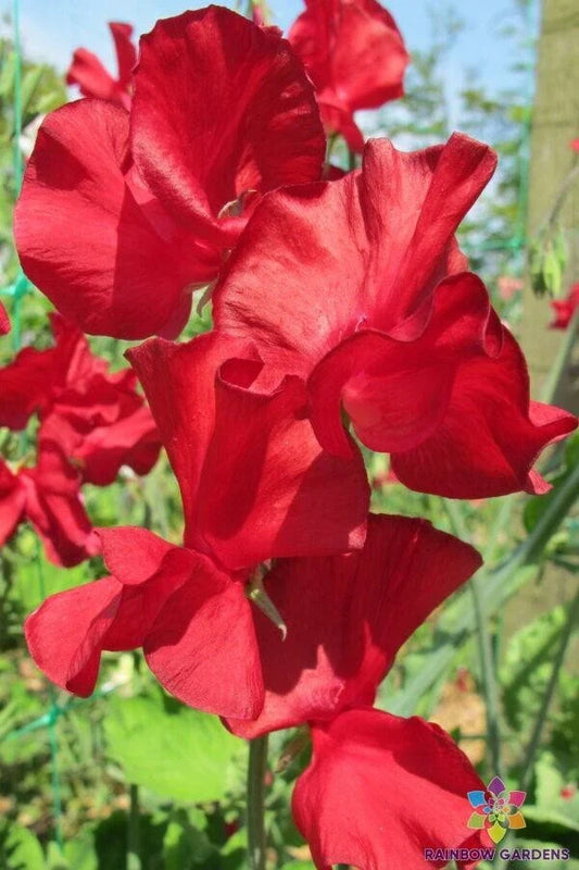 Sweet Pea Seeds - 50+ Alison Valentini Variety - Lathyrus odoratus - Garden Planting - USA
