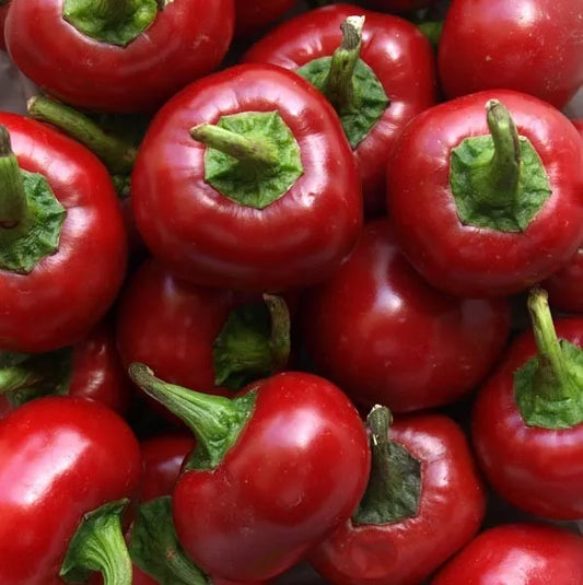 Red Cherry Hots Hot Pepper Seeds 50+ Heirloom Cherry Bomb Capsicum annuum - USA Grown, Free Shipping