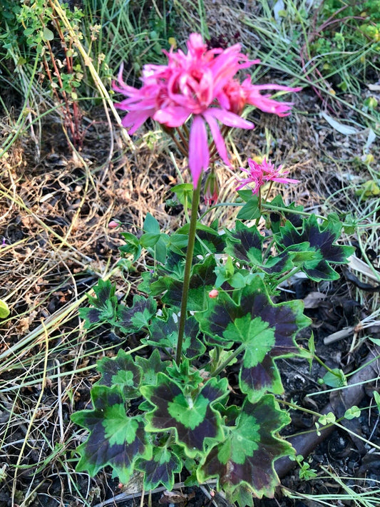 Super Rare Spiky Pink Bloom Cluster Pelargonium Geranium 6" Live Plant Cutting, Exotic Indoor Plant, Unique Houseplant Decor