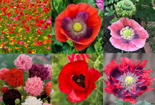 Landscaper's Pack Poppy Mix - Breadseed Variety, Non-GMO, 5000 Seeds, Papaver spp.