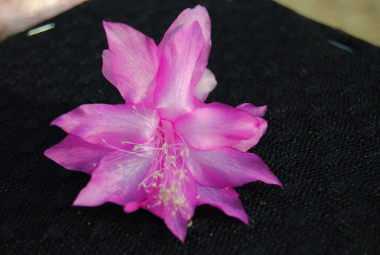 Christmas Cactus Starter Plant - Miss Shimano - Schlumbergera Truncata - Healthy Well-Rooted Succulent Plant