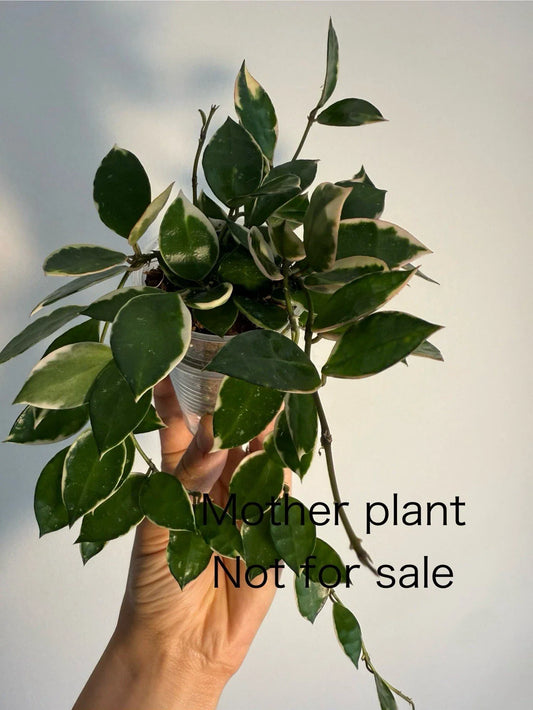 Hoya Lacunosa Asami Cutting - UNROOTED One Node, Outer Variegation - Rare Indoor Plant for Propagation