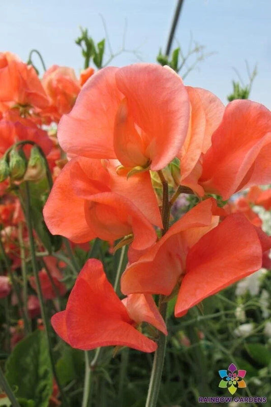 Maloy Sweet Pea Seeds - 50+ Pack for Garden Planting - Lathyrus odoratus - USA