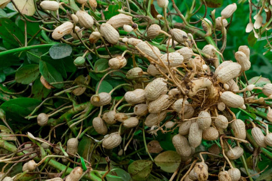 Virginia Jumbo Peanut Seeds, Unshelled, Non-GMO, Peanut Butter Variety, Arachis hypogaea, Free Shipping