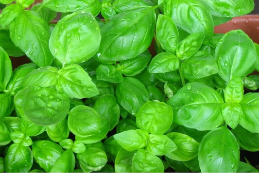 Sweet Basil Seeds - 100 to 5,000 Heirloom Seeds for Fresh Herb Garden - Great Aroma - Ocimum basilicum