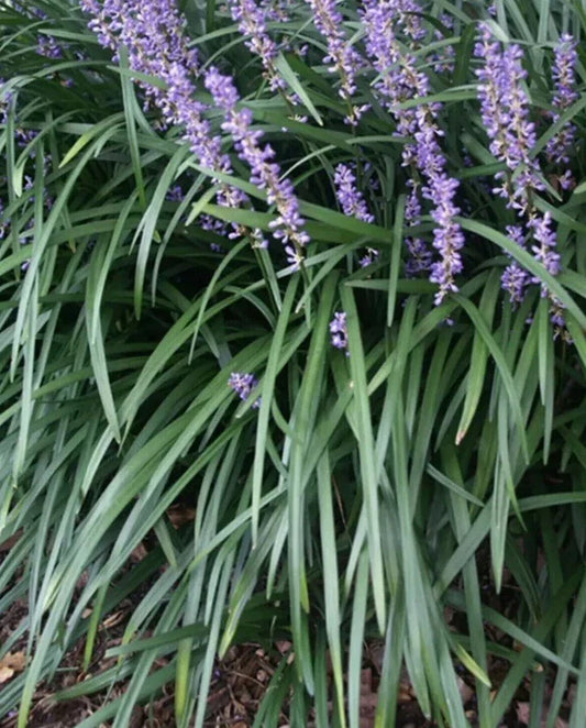 Liriope Plant Starter Plugs - 25 Rooted "Monkey Grass" Lilyturf (Liriope muscari) for Ground Cover and Borders